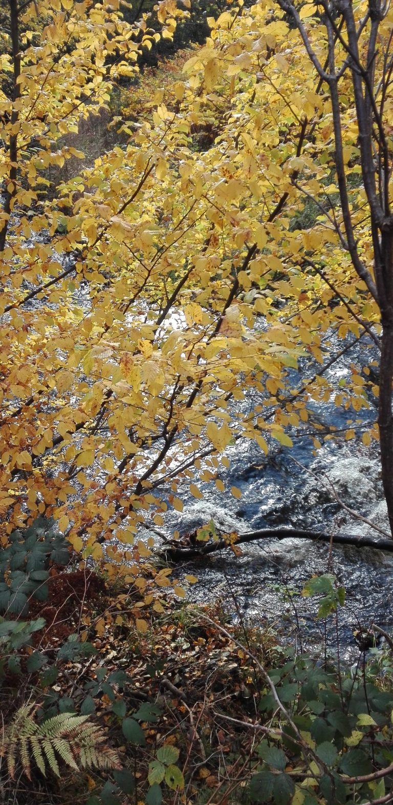 Lernen Sie mit Achtsamkeitsübungen, eigene Gedanken und Körperempfindungen klarer wahrzunehmen. Aktivieren und schärfen Sie Ihre Sinne, fokussieren Sie sich und lernen Sie sich besser zu konzentrieren. Seien Sie im Hier und Jetzt und gönnen Sie sich „absichtsloses Tun“. Genießen Sie die Langsamkeit und staunen Sie wie ein Kind über die Schönheit des Waldes. So entkommen Sie dem Gedankenkarussell des Alltags. Im Wald führe ich Sie mit Humor und Lebensfreude hin zu Gelassenheit und innerer Stärke, um den Anforderungen des Alltags gut gewappnet zu sein.