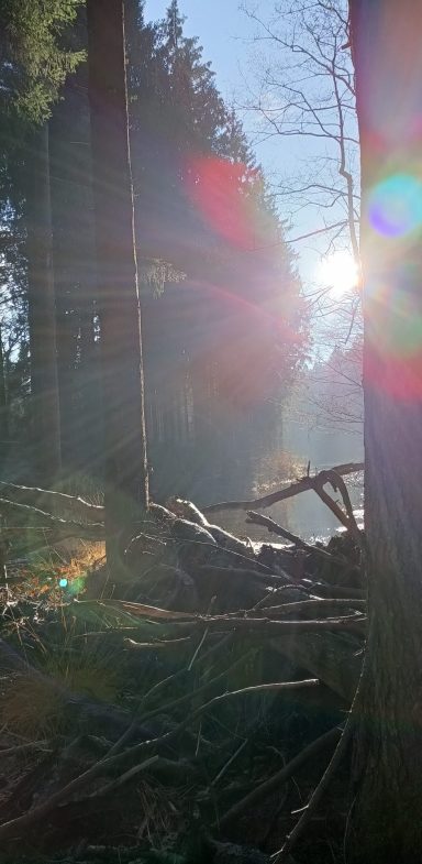 Lernen Sie mit Achtsamkeitsübungen, eigene Gedanken und Körperempfindungen klarer wahrzunehmen. Aktivieren und schärfen Sie Ihre Sinne, fokussieren Sie sich und lernen Sie sich besser zu konzentrieren. Seien Sie im Hier und Jetzt und gönnen Sie sich „absichtsloses Tun“. Genießen Sie die Langsamkeit und staunen Sie wie ein Kind über die Schönheit des Waldes. So entkommen Sie dem Gedankenkarussell des Alltags. Im Wald führe ich Sie mit Humor und Lebensfreude hin zu Gelassenheit und innerer Stärke, um den Anforderungen des Alltags gut gewappnet zu sein.